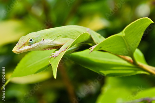 Green Anole Climbing On Leaves