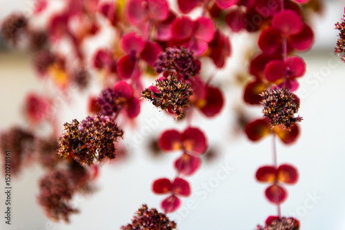 Sedum in autumn is a large genus of flowering plants in the family Crassulaceae,