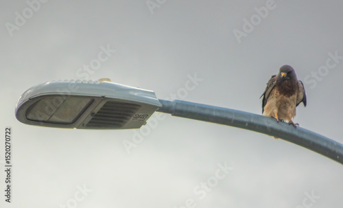 A stoic raptor perches atop a modern streetlamp, its keen gaze surveying the urban landscape against a muted sky.