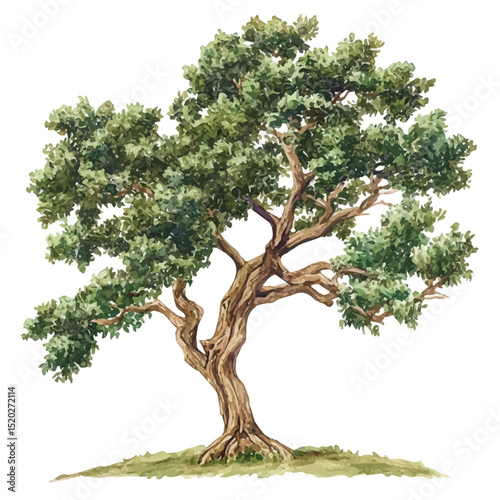 A Ironwood Tree, watercolor clipart vector, high quality, isolated on a white background.