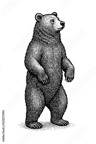 Vintage engraved illustration of a standing bear showcasing exquisite detail and artistry in monochrome