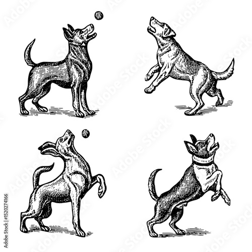 Vintage engraved illustration of playful dogs catching balls in dynamic poses for timeless design inspiration