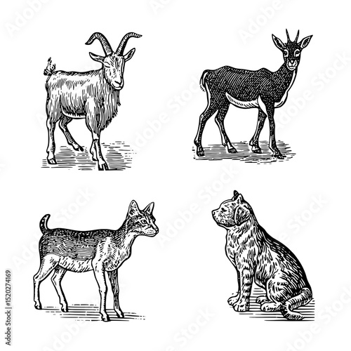 Vintage engraved illustration showcasing various animals in a classic style, capturing their unique characteristics and charm