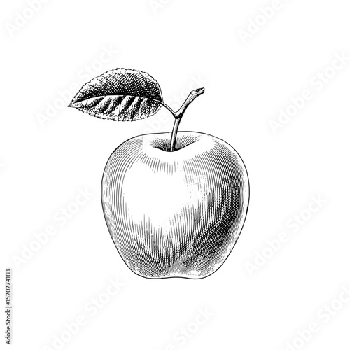 Vintage engraved illustration of a classic apple showcasing intricate detailing and a timeless design ideal for decor and branding