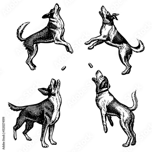 Vintage engraved illustration of playful dogs catching treats in mid-air, showcasing their lively spirit and joyful nature