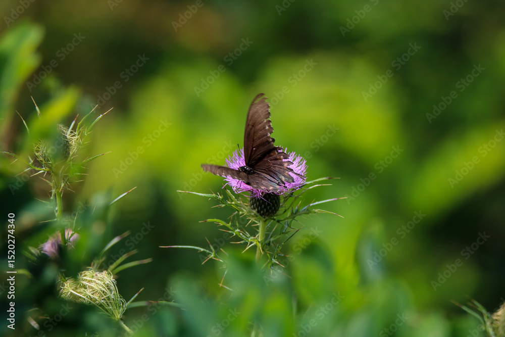Fototapeta premium Butterfly on a flower