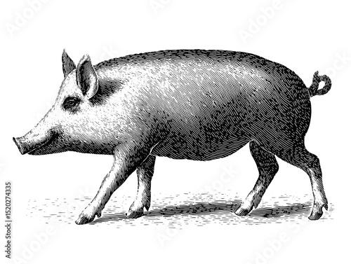 Engraved vintage illustration of a pig showcasing the charm of classic design in artisanal collections and trademarks