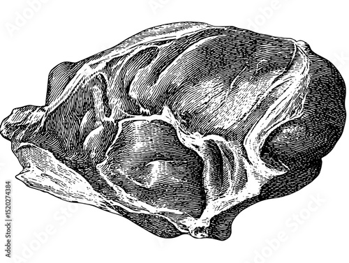 Engraved vintage illustration of a unique natural form showcasing intricate details and timeless craftsmanship