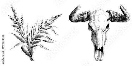 Vintage engraved illustration showcasing a wheat stalk and a buffalo skull in detailed black and white artistry