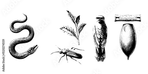Vintage engraved collection of wildlife and nature elements featuring a snake, insect, bird, and botanical illustration