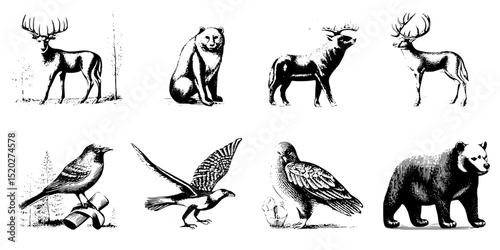 Engraved vintage collection featuring wildlife illustrations reflecting nature's beauty and artistry