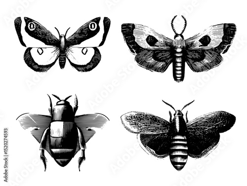 Vintage collection of engraved insect illustrations showcasing intricate butterfly and moth designs