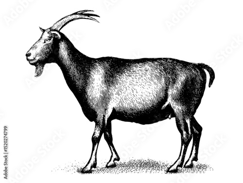Vintage engraved illustration of a majestic goat profile displaying intricate details and artistic craftsmanship