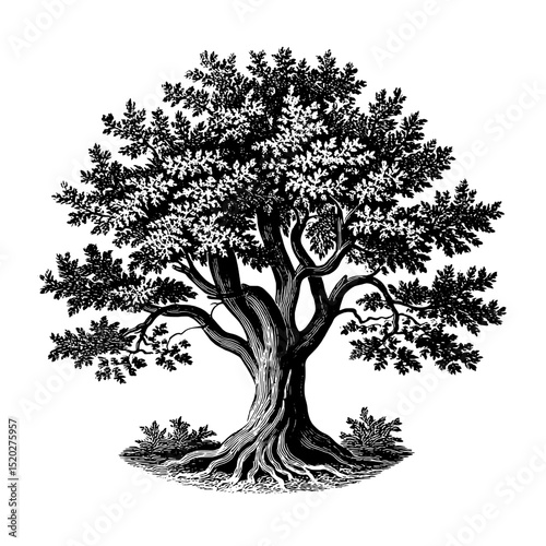 Engraved vintage illustration of a majestic tree showcasing intricate detailing and artistic craftsmanship in design