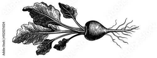Vintage engraved illustration of a root vegetable with leaves showcasing intricate details in botanical design