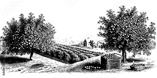 Vintage engraved illustration of a serene orchard landscape with fruit trees, a rural building, and harvest activities