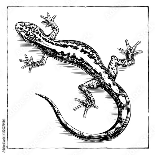 Engraved vintage emblem of a lizard showcasing intricate details and a classic design from a timeless collection