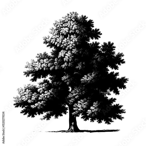 Vintage engraved illustration of a majestic oak tree with intricate details showcasing its lush foliage and sturdy trunk