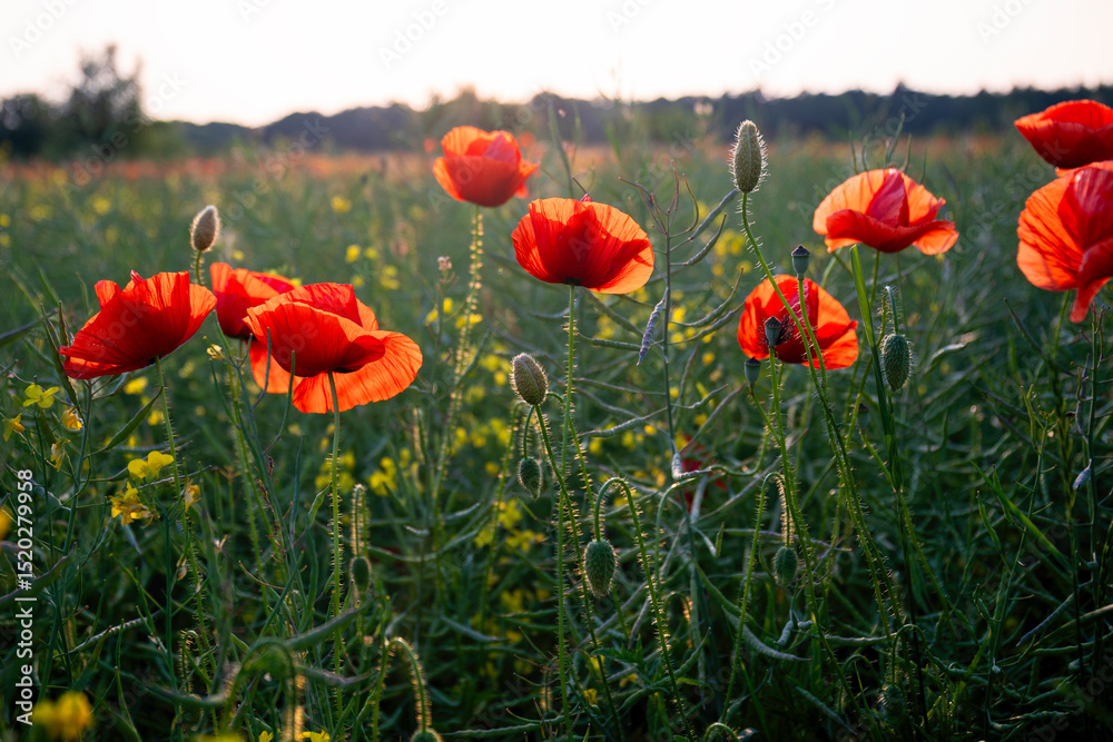 Naklejka premium Field poppies