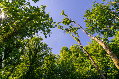 Finlaystone Country Park Estate. Scotland. Uk. The woodland is host to a wide variety of wildlife including roe deer, fox, grey squirrel, stoat, three species of raptor and a large colony of herons.  photo