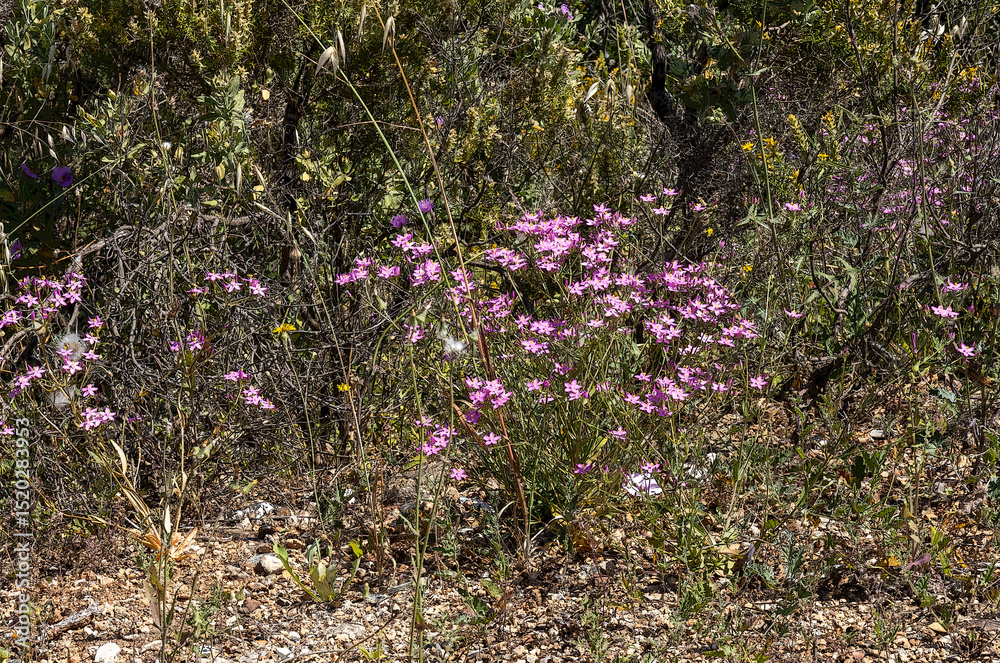 Fototapeta premium flores campestres