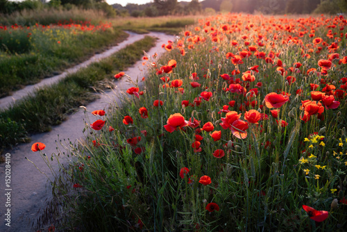 Roadside poppies