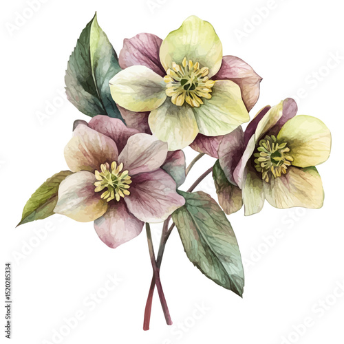 watercolor of A Hellebore Bouquet, vector high quality, isolated on a white background.