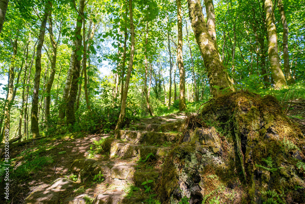 Fototapeta premium Finlaystone Country Park Estate. Scotland. Uk. The woodland is host to a wide variety of wildlife including roe deer, fox, grey squirrel, stoat, three species of raptor and a large colony of herons. 