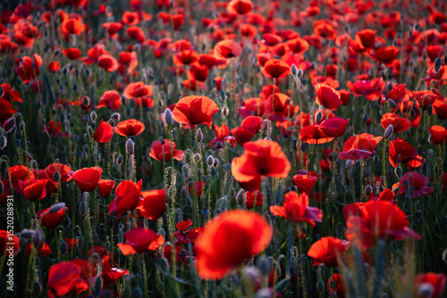 Field poppies