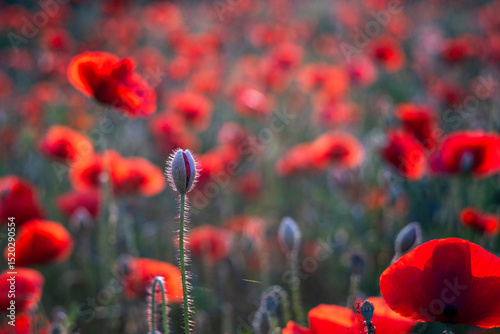 Field poppies