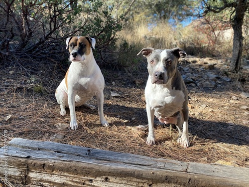 two dogs in the forest