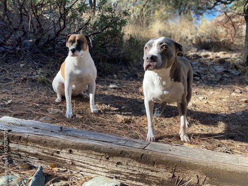 Two dogs