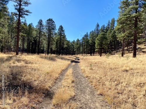 road in the woods