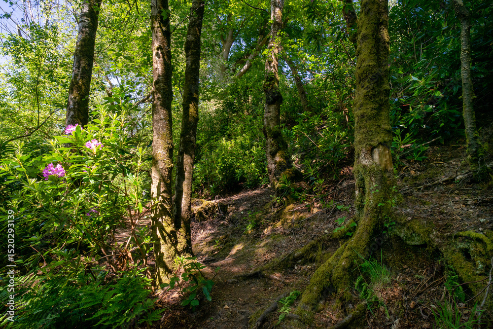 Obraz premium Finlaystone Country Park Estate. Scotland. Uk. The woodland is host to a wide variety of wildlife including roe deer, fox, grey squirrel, stoat, three species of raptor and a large colony of herons. 