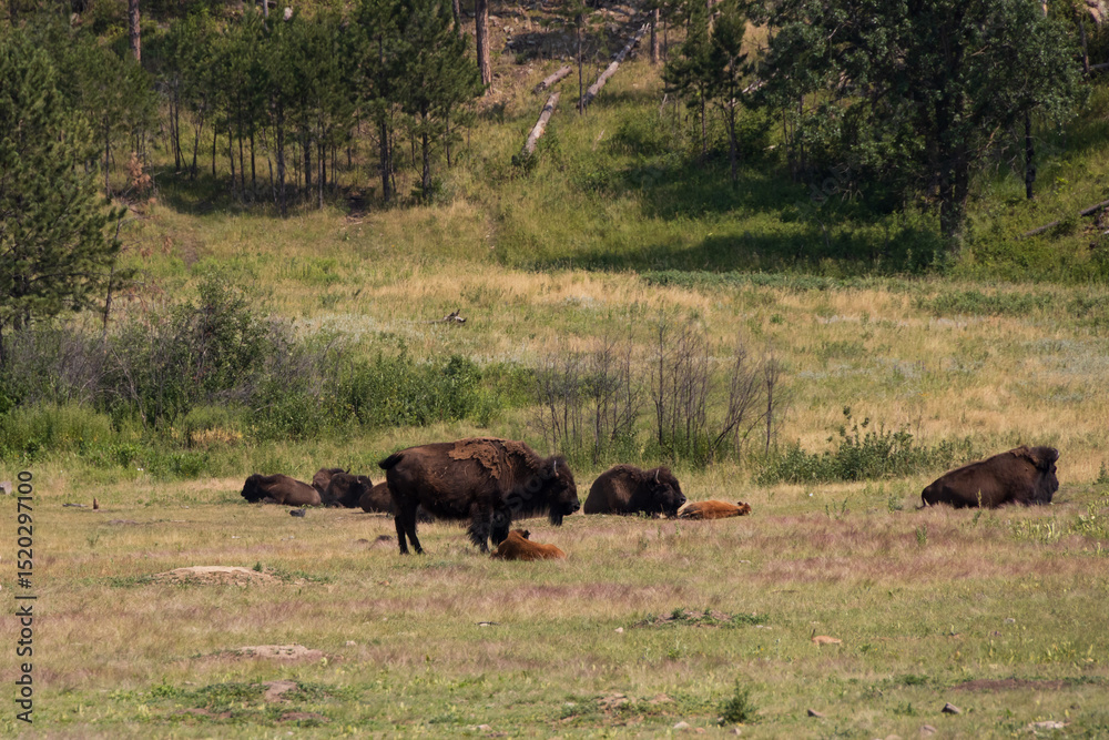 American bison grazing in a meadow American bison grazing in a meadow