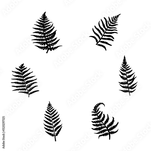 Farn leaf black and white vector_01