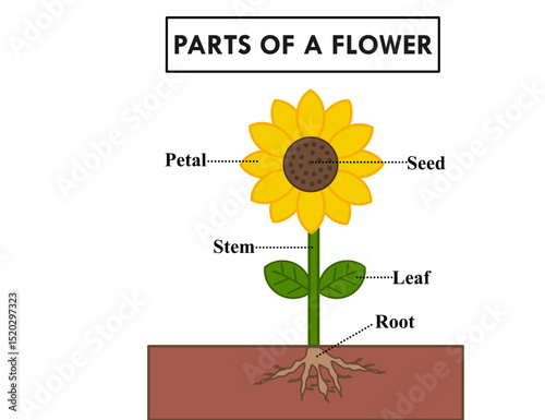 Parts of a flower or sunflower.Diagram of anatomy.Petal, seed, stem, leaf and root.Worksheet for kids or preschool for practice.Learning for children.Kindergartens activities.Vector illustration.