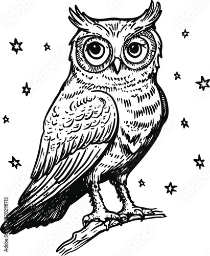 owl on a white background