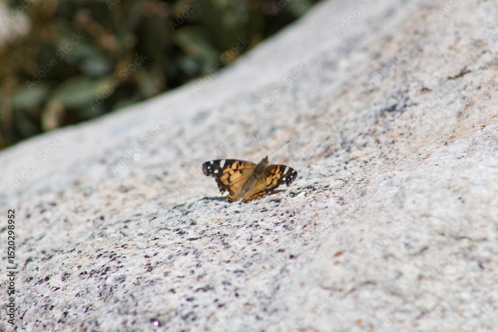 Fototapeta premium Orange Monarch Butterfly in the wild on rock at Tahquitz peak in Idyllwild San Jacinto mountains california