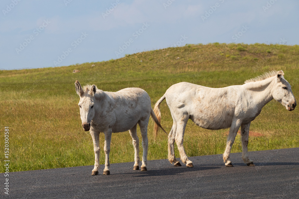 Wild burros in a meadow Wild burros in a meadow