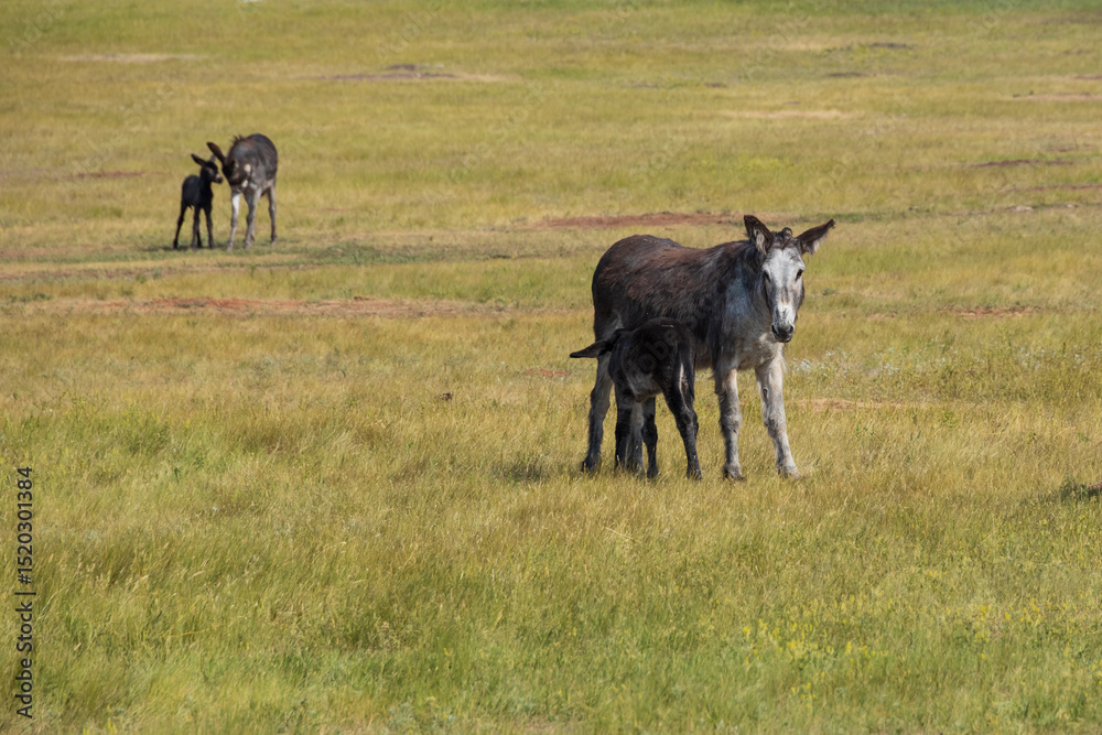 Fototapeta premium Wild burro foal with mother
