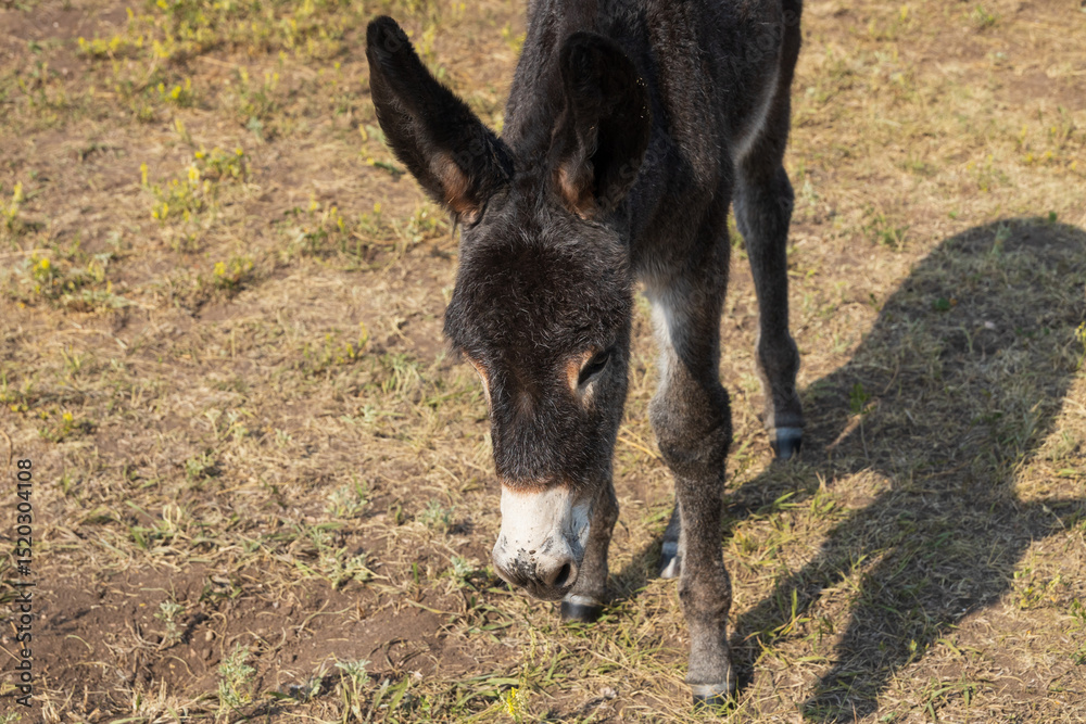 Fototapeta premium Wild burro foal in a meadow