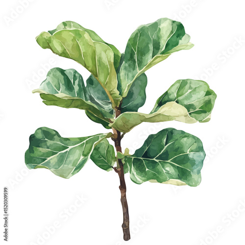 A Fiddle Leaf Fig Plant, watercolor drawing vector, high quality, isolated on a white background.