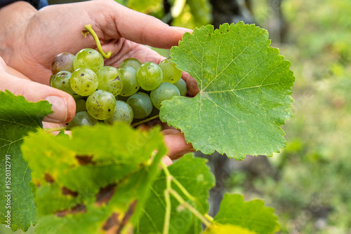 Two hands holding freshly picked green grapes and leaves. Harvest moment in an eco friendly vineyard environment.