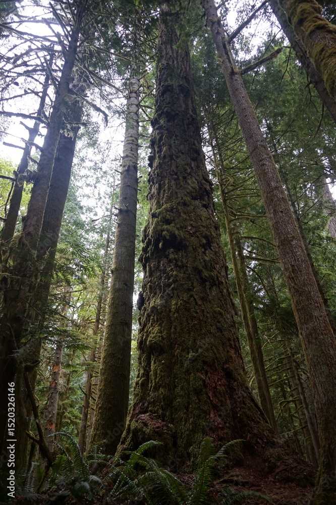 Fototapeta premium trees in the forest