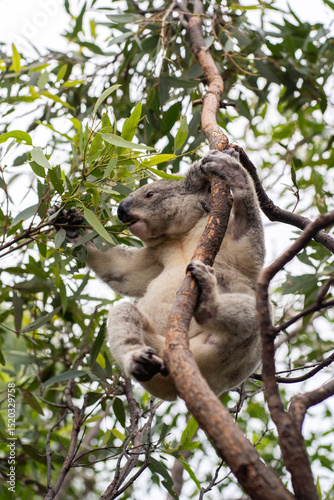 Koala on Magnetic Island.