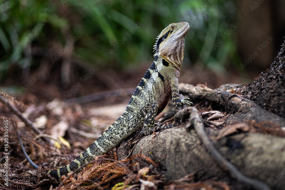 Obraz premium Lizard in Brisbane.