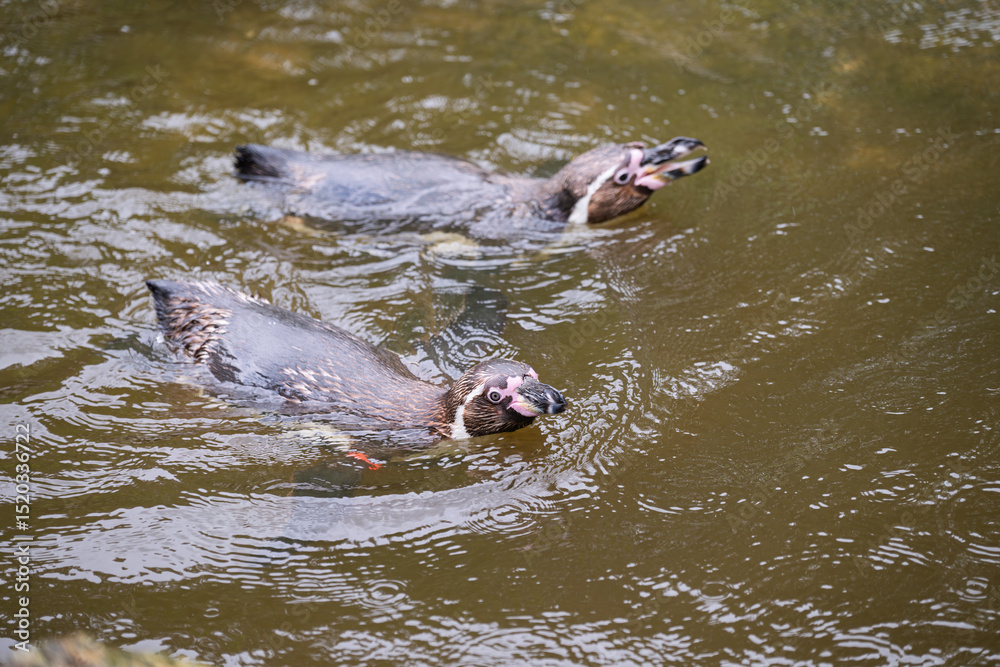 Obraz premium Gentoo Penguin Reflection