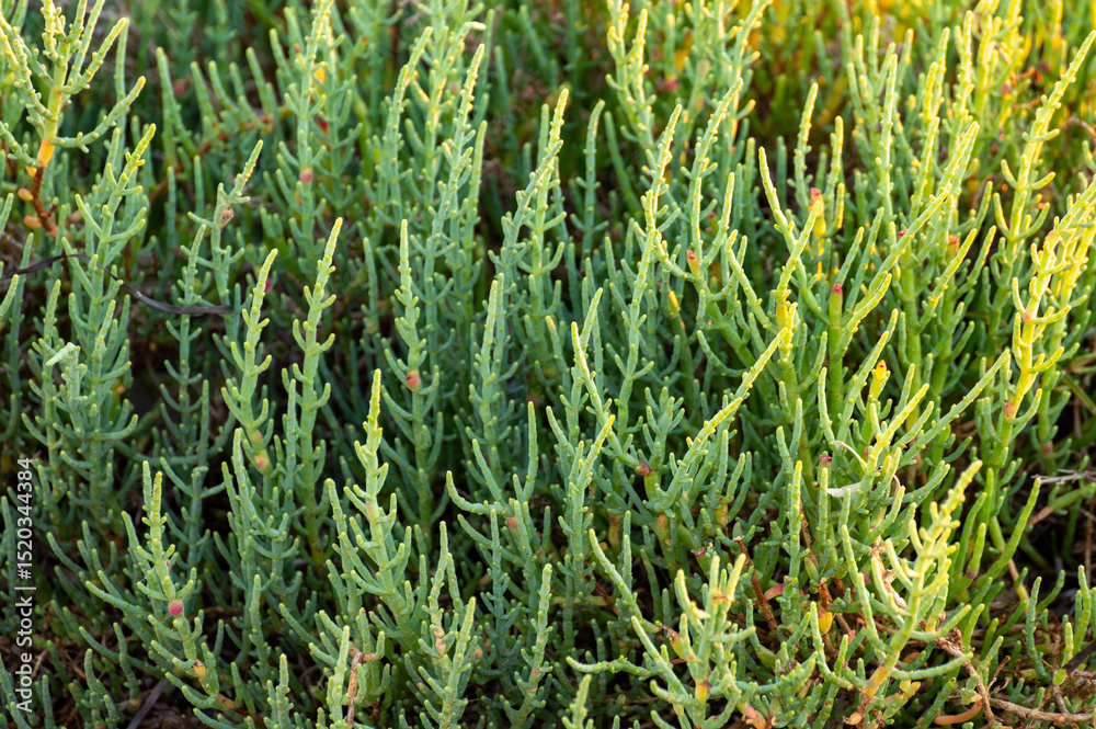 Obraz premium Botanical collection, tasty green edible sea succulent plant, Salicornia or sea glassworth weed, growing on salt marshes