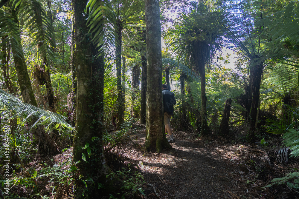 Obraz premium Hiker walks on a path among towering tree ferns in a sunlit forest in Hunua, Auckland, New Zealand, enjoying the peaceful nature,